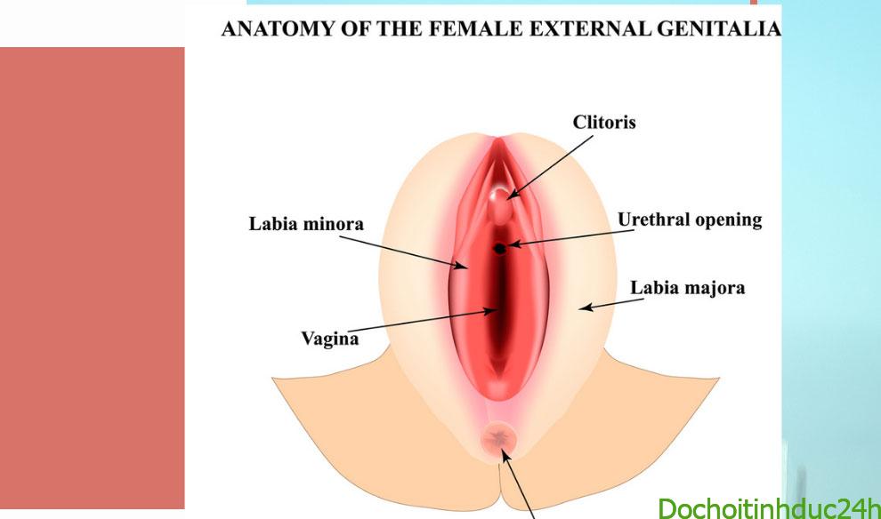Mô hình giải phẫu cơ quan sinh dục nữ